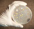 a Petri Dish